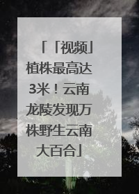 「视频」植株最高达3米！云南龙陵发现万株野生云南大百合