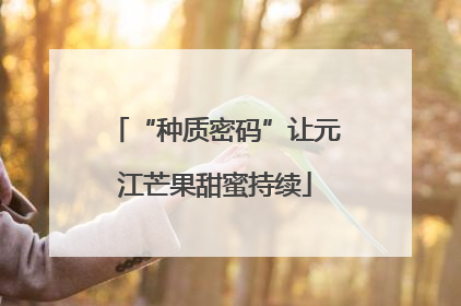 “种质密码”让元江芒果甜蜜持续