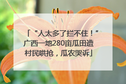 “人太多了拦不住！”广西一地280亩瓜田遭村民哄抢，瓜农哭诉