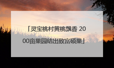 灵宝桃村黄桃飘香 2000亩果园结出致富硕果
