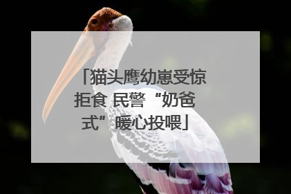 猫头鹰幼崽受惊拒食 民警“奶爸式”暖心投喂