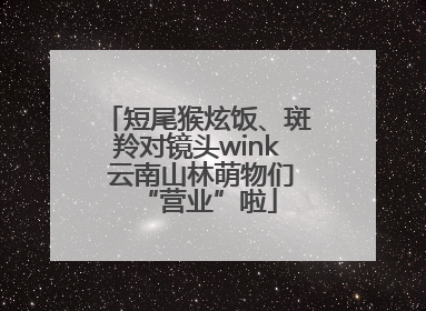 短尾猴炫饭、斑羚对镜头wink 云南山林萌物们“营业”啦