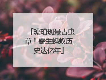 琥珀现最古虫草！寄生蚂蚁历史达亿年