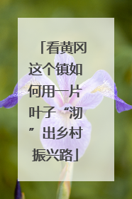看黄冈这个镇如何用一片叶子“沏”出乡村振兴路