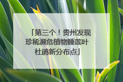 第三个！贵州发现珍稀濒危植物睡莲叶杜鹃新分布点