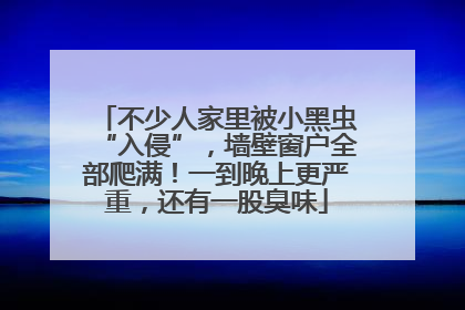 不少人家里被小黑虫“入侵”，墙壁窗户全部爬满！一到晚上更严重，还有一股臭味
