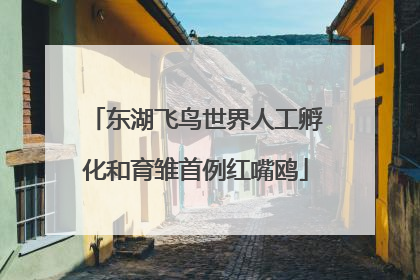 东湖飞鸟世界人工孵化和育雏首例红嘴鸥