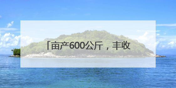 亩产600公斤，丰收态势良好！卫辉：机收比武田现场测产出结果