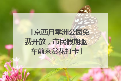 京西月季洲公园免费开放，市民假期驱车前来赏花打卡
