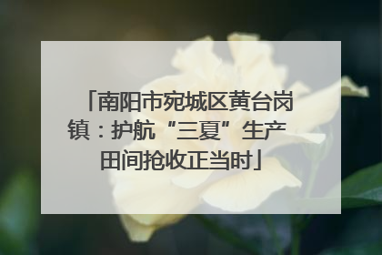 南阳市宛城区黄台岗镇：护航“三夏”生产 田间抢收正当时