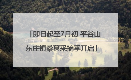 即日起至7月初 平谷山东庄镇桑葚采摘季开启