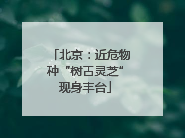 北京：近危物种“树舌灵芝”现身丰台
