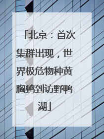 北京：首次集群出现，世界极危物种黄胸鹀到访野鸭湖