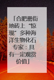 合肥罍街地砖上“惊现”多种海洋生物化石 专家：具有一定观赏价值