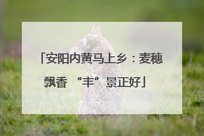 安阳内黄马上乡：麦穗飘香 “丰”景正好