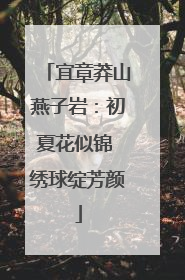 宜章莽山燕子岩：初夏花似锦 绣球绽芳颜