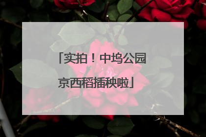 实拍！中坞公园京西稻插秧啦