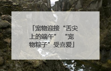 宠物迎接“舌尖上的端午” “宠物粽子”受喜爱