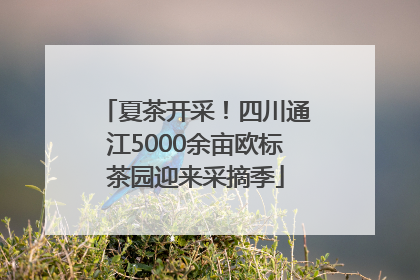 夏茶开采！四川通江5000余亩欧标茶园迎来采摘季