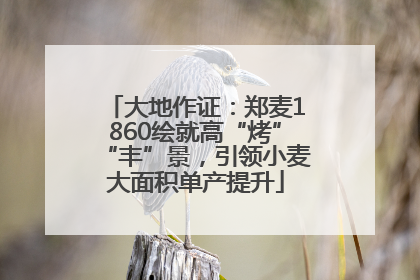 大地作证：郑麦1860绘就高“烤”“丰”景，引领小麦大面积单产提升