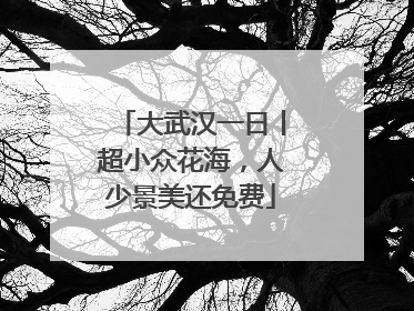 大武汉一日丨超小众花海，人少景美还免费