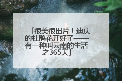 很美很出片！迪庆的杜鹃花开好了——有一种叫云南的生活之365天