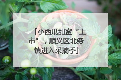 小西瓜甜蜜“上市”，顺义区北务镇进入采摘季