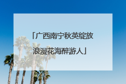 广西南宁秋英绽放 浪漫花海醉游人