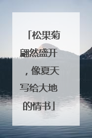 松果菊翩然盛开，像夏天写给大地的情书