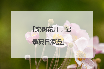 栾树花开，记录夏日浪漫