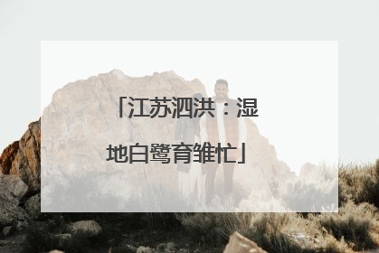 江苏泗洪：湿地白鹭育雏忙