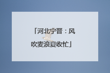 河北宁晋：风吹麦浪夏收忙