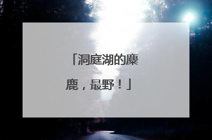 洞庭湖的麋鹿，最野！