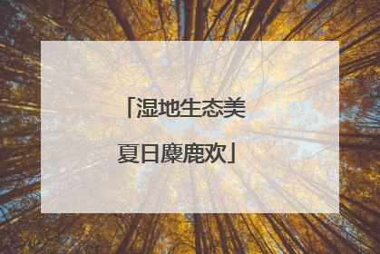 湿地生态美 夏日麋鹿欢