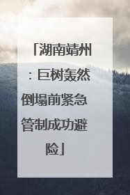 湖南靖州：巨树轰然倒塌前紧急管制成功避险