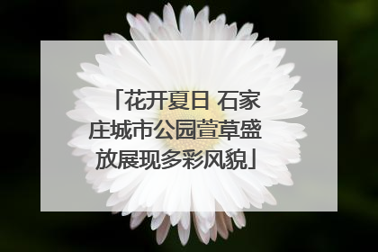 花开夏日 石家庄城市公园萱草盛放展现多彩风貌