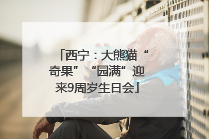西宁：大熊猫“奇果”“园满”迎来9周岁生日会