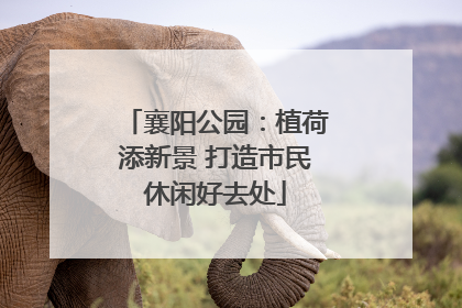 襄阳公园：植荷添新景 打造市民休闲好去处