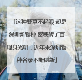 这种野草不起眼 却是深圳新物种 密穗砖子苗现身光明，近年来深圳物种名录不断刷新