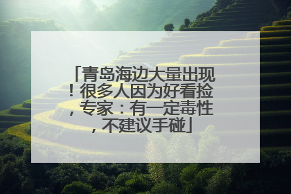 青岛海边大量出现！很多人因为好看捡，专家：有一定毒性，不建议手碰