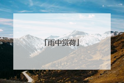 雨中赏荷
