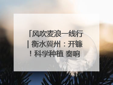 风吹麦浪一线行｜衡水冀州：开镰！科学种植 奏响丰收序曲