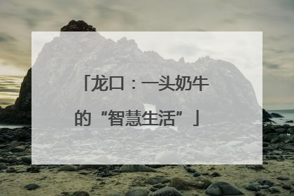 龙口：一头奶牛的“智慧生活”