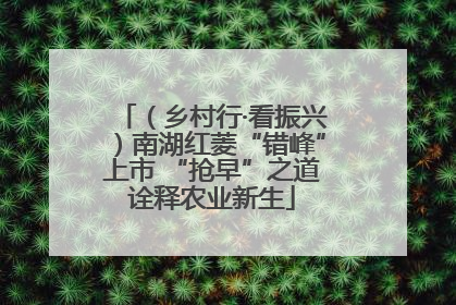 （乡村行·看振兴）南湖红菱“错峰”上市 “抢早”之道诠释农业新生